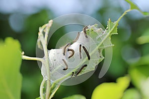 Lackey moth (Malacosoma neustria) is a moth native to Eurasia and northern Africa. Caterpillars are pests of fruit trees