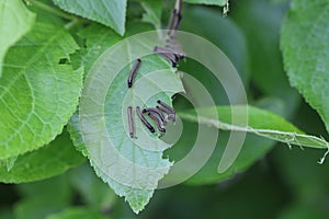 Lackey moth (Malacosoma neustria) is a moth native to Eurasia and northern Africa. Caterpillars on plum leaves