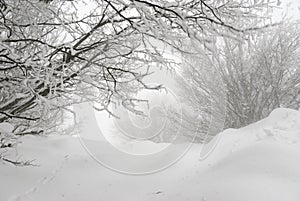 Laconic winter landscape, snow drifts and branches