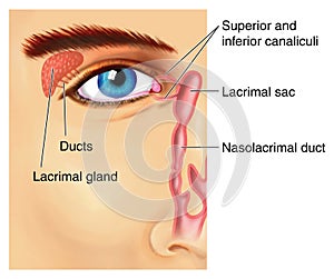 Lacrimal apparatus photo