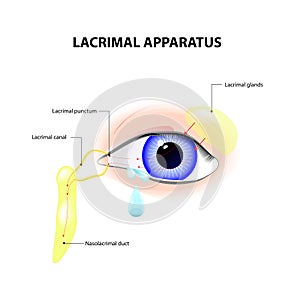 Lacrimal Apparatus photo