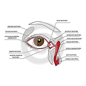 Lacrimal apparatus photo