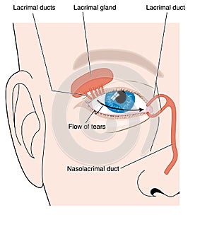 Lacrimal apparatus photo