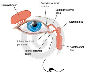 Lacrimal gland photo