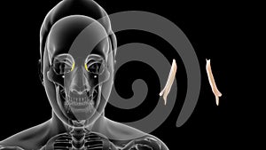 Location of Lacrimal gland in Human photo