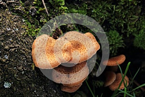 Lacrymaria lacrymabunda autumn mushroom growing in soil