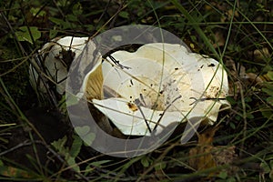 Lactarius controversus. Mushrooms