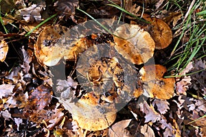 Lactarius deliciosus