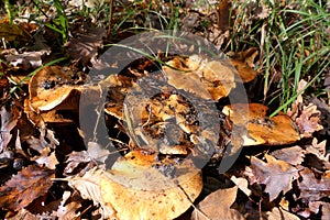 Lactarius deliciosus