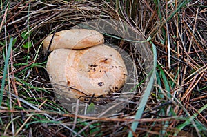 Lactarius Deliciosus