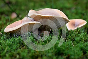 Lactarius deliciosus, commonly known as the saffron milk cap and red pine mushroom