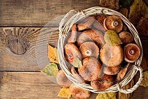 Lactarius deliciosus, commonly known as the saffron milk cap and red pine mushroom in wicker basket on rustic wooden background wi