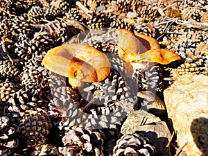 lactarius deliciosus, edible and delicious mushrooms of marked orange color surrounded by leaves and piles of pine