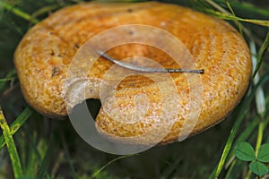 Lactarius deliciosus - edible mushroom. Fungus in the natural environment