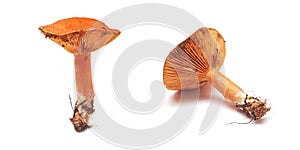 Lactarius deliciosus mushroom