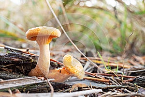 Lactarius deliciosus or red pine mushroom in the forest close-up