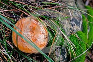 Lactarius deliciosus, the saffron milk cap, red pine mushroom mushroom growing in the autumn forest