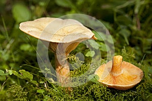 Lactarius deterrimus