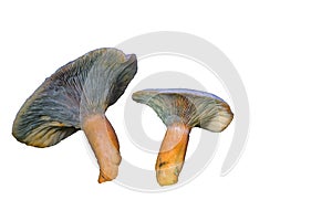 Lactarius deterrimus on white background