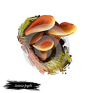 Lactarius fragilis, candy cap or curry milkcap mushroom closeup digital art illustration. Fungus family with orange caps.