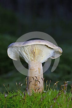 Lactarius helvus, commonly known as fenugreek milkcap, is a member of the large milkcap genus Lactarius in the order Russulales