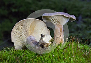 Lactarius helvus, commonly known as fenugreek milkcap, is a member of the large milkcap genus Lactarius in the order Russulales