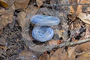 Lactarius Indigo or Blue Milk Mushrooms