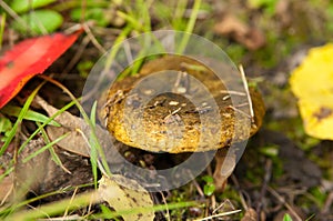 Lactarius necator photo