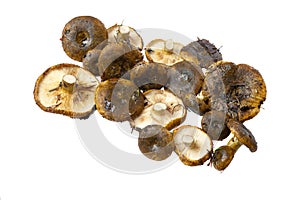 Lactarius necator mushrooms