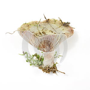 Lactarius paradoxus mushroom