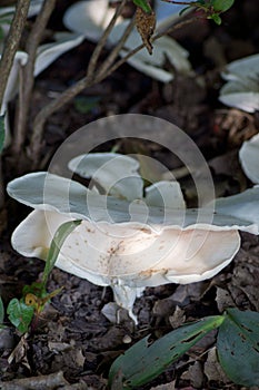 Lactarius Piperatus