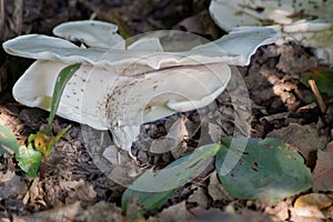 Lactarius Piperatus