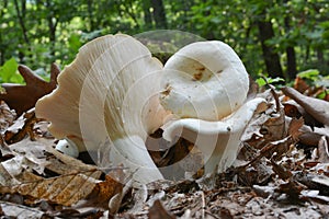 Lactarius piperatus or Peppery milkcap mushroom