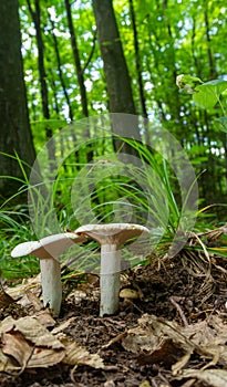 Lactarius piperatus or Peppery milkcap, widespread and popular edible mushroom, well known for its peppery, white milk