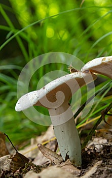 Lactarius piperatus or Peppery milkcap, widespread and popular edible mushroom, well known for its peppery, white milk