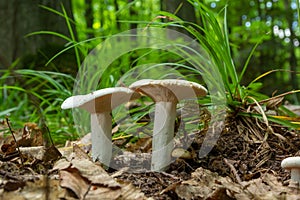 Lactarius piperatus or Peppery milkcap, widespread and popular edible mushroom, well known for its peppery, white milk