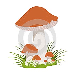 Lactarius quietus, edible forest mushrooms. Colorful cartoon illustration photo