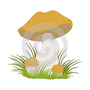 Lactarius quietus, edible forest mushrooms. Colorful cartoon illustration photo