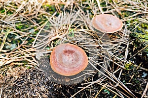 Lactarius quietus in the forest against the background of coniferous cover. photo