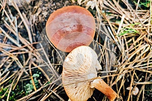 Lactarius quietus in the forest against the background of coniferous cover. photo