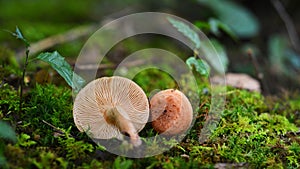 Lactarius quietus mushroom