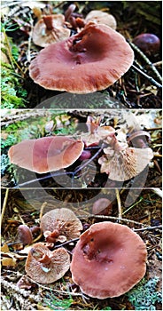 Lactarius rubidus mushroom