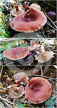 Lactarius rubidus mushroom photo