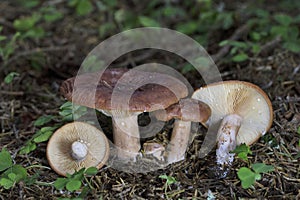 Lactarius rufus is a common, medium-sized member of the mushroom genus Lactarius,whose many members are commonly known as milkcaps