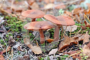 Lactarius rufus. Edible fungi in the autumn afternoon