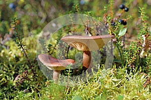 Lactarius rufus. Two mushroom among the moss