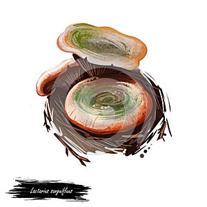 Lactarius sanguifluus or bloody milk cap mushroom closeup digital art illustration. Fungi hat has orange and greenish gray. photo