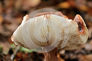 Lactarius tabidus autumn mushroom growing in soil