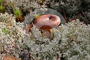 Lactarius torminosus photo