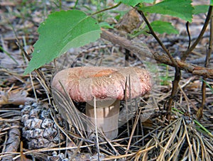 Lactarius torminosus